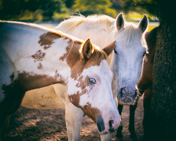 appaloosa, colors, "far west", foal, horse, horse, paint, portrait, quarter, romantic, friends, Texas, Bertazzoni, Nikon, riding, "double portrait",
