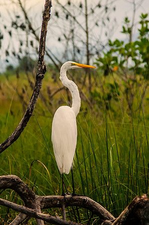 Bertazzoni, Jamaica, Nikon, artistic, beak, colors, feathers, fishing, flying, heron, heron, legs, migration, nature, panning, pond, safari, safari, swamp, "white heron"