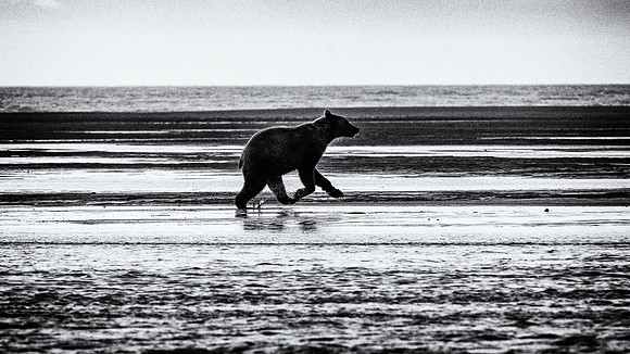 Brown Bear - Alaska