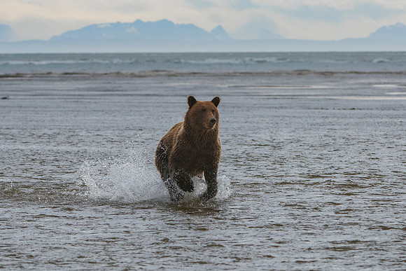 Brown Bear - Alaska