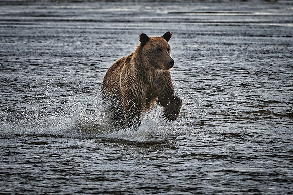 Brown Bear - Alaska