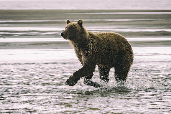 Brown Bear - Alaska