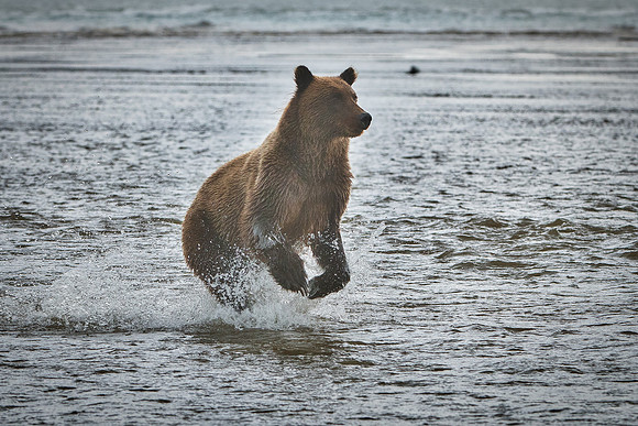 Brown Bear - Alaska