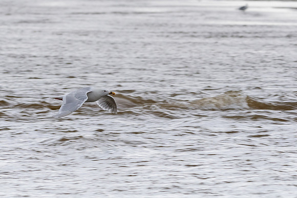 Herring Gull