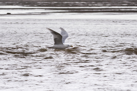 Herring Gull