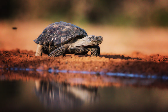 Tortoise