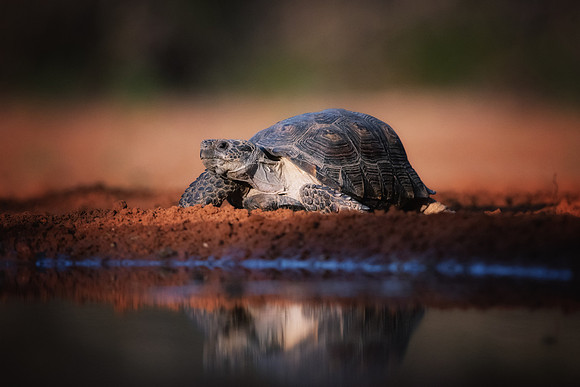 Tortoise