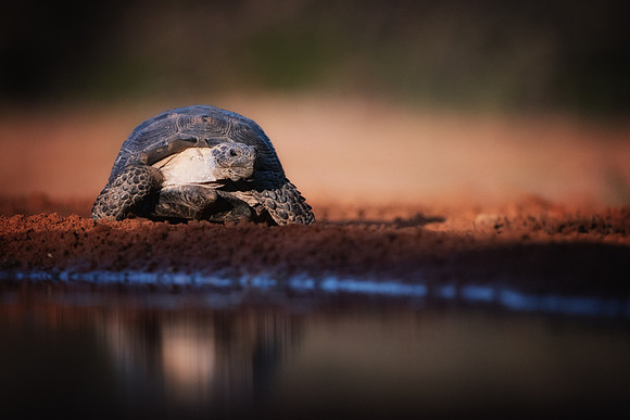 Tortoise