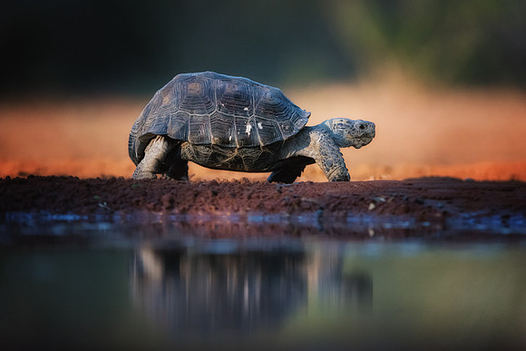Tortoise