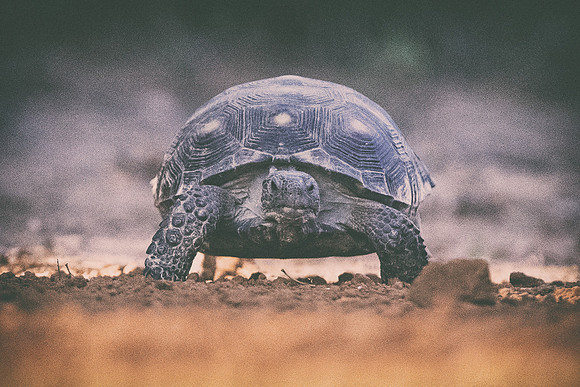 Tortoise