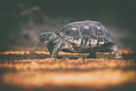 Tortoise