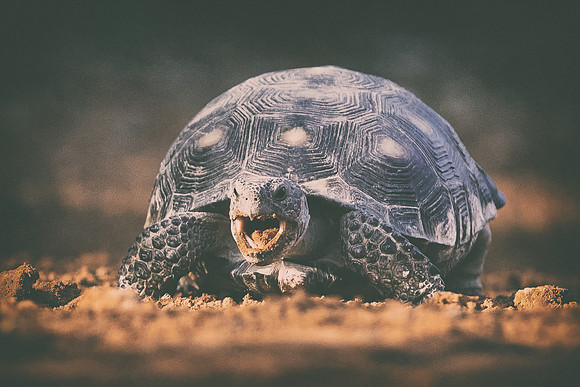 Tortoise