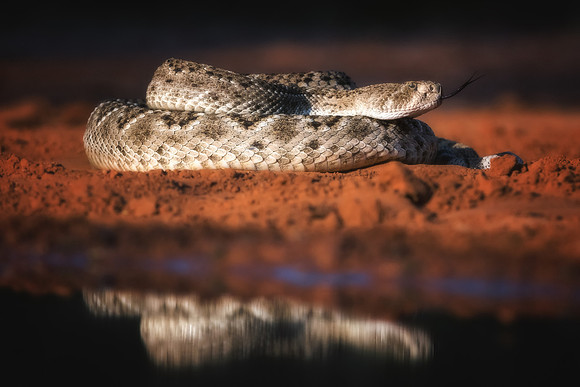 Rattlesnake