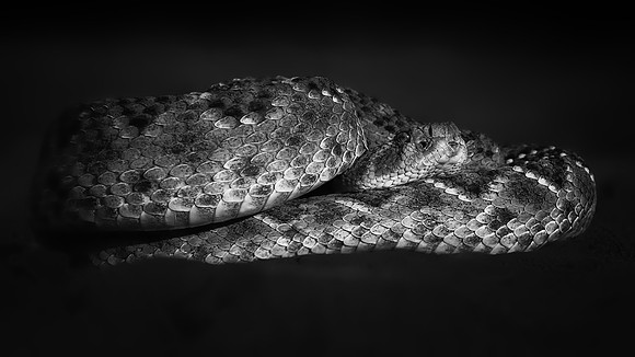 Rattlesnake