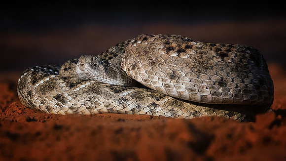 Rattlesnake