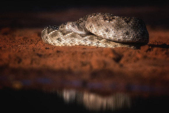 Rattlesnake