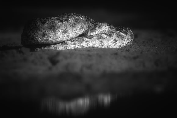 Rattlesnake
