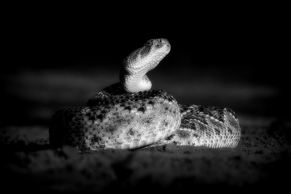 Rattlesnake
