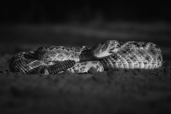 Rattlesnake