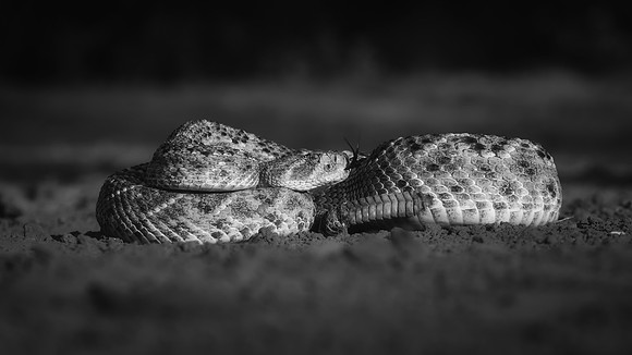 Rattlesnake