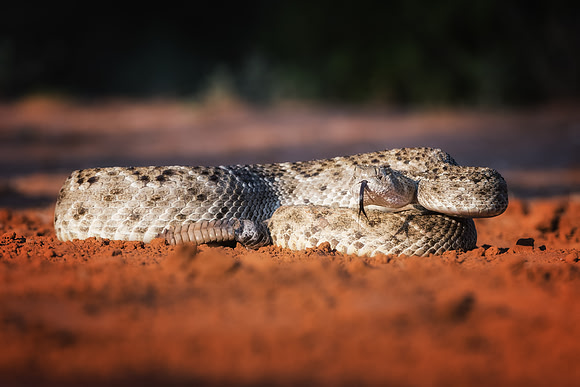 Rattlesnake