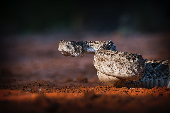 Rattlesnake