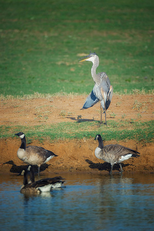 Canadian Geese