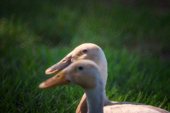 Runner Ducks
