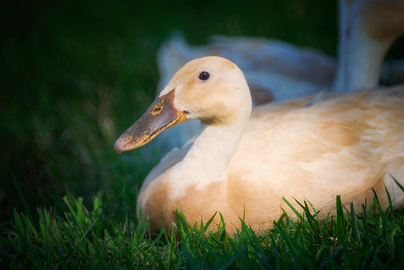 Runner Ducks
