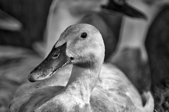 Runner Duck