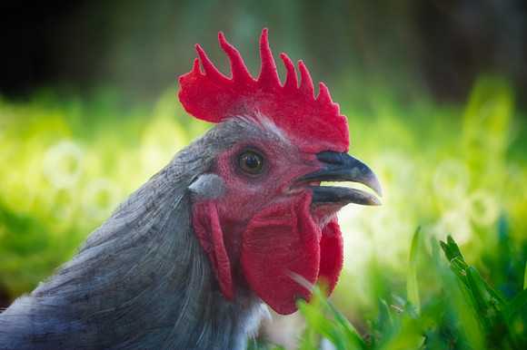 Rooster