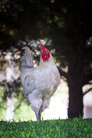 Rooster