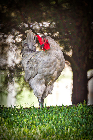 Rooster