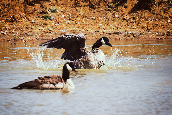Canadian Geese