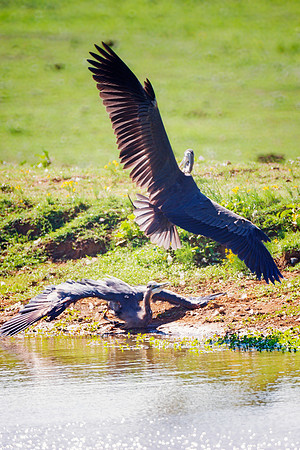 Fighting Herons