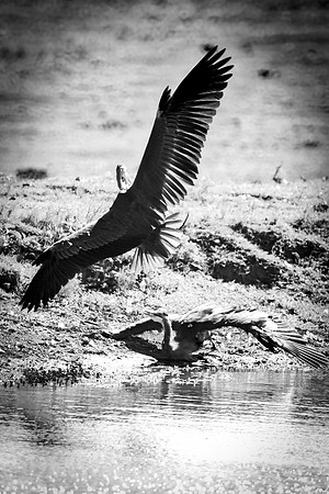 Fighting Herons