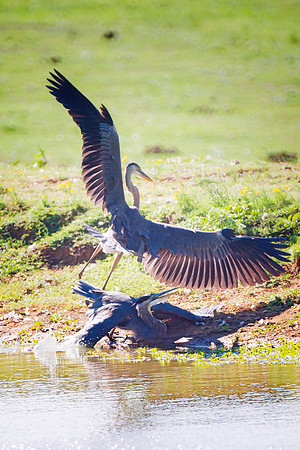 Fighting Herons