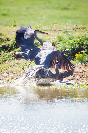 Fighting Herons
