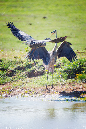 Fighting Herons