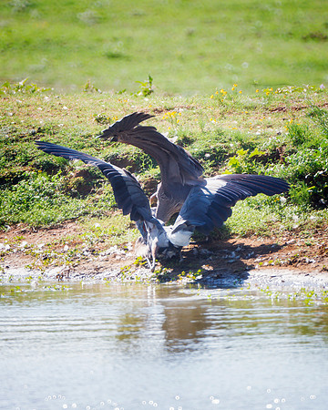 Fighting Herons