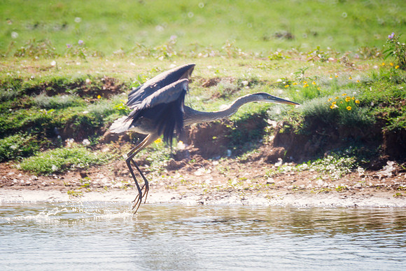 Great Blue Heron
