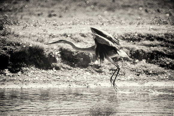 Great Blue Heron