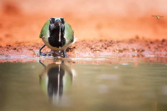 Green Jay