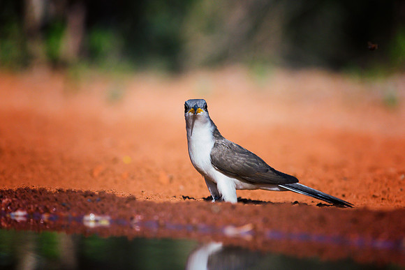 Yellow Billed Cuckoo