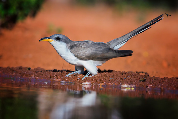 Yellow Billed Cuckoo