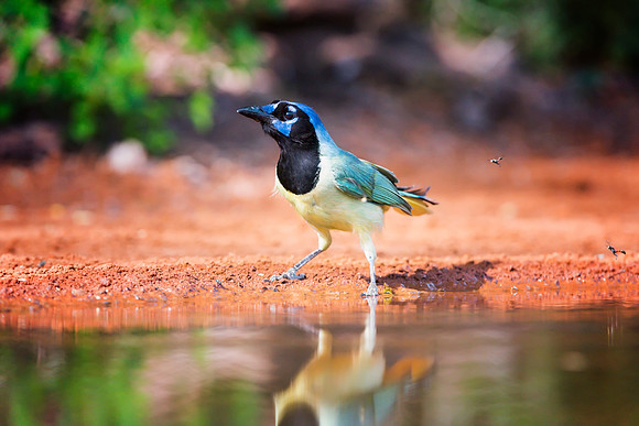 Green Jay