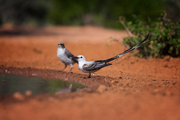 Scissor Tailed Flycatcher