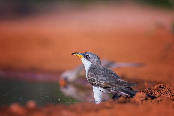 Yellow Billed Cuckoo