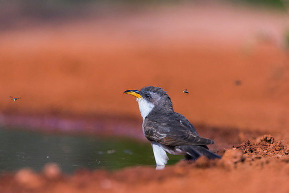 Yellow Billed Cuckoo