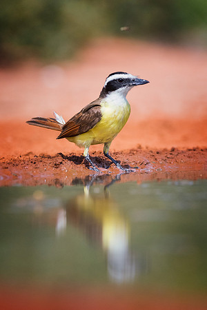 Great Kiskadee
